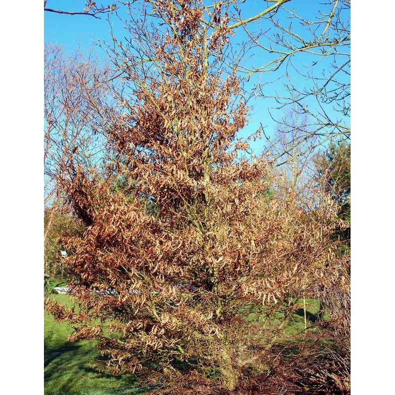 Fagus sylvatica 'Mercedes'