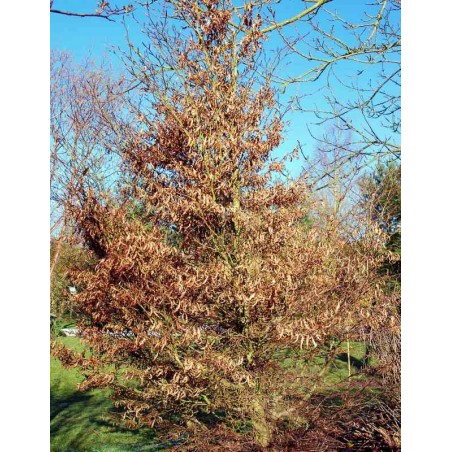 Fagus sylvatica 'Mercedes' Fagus sylvatica 'Mercedes'