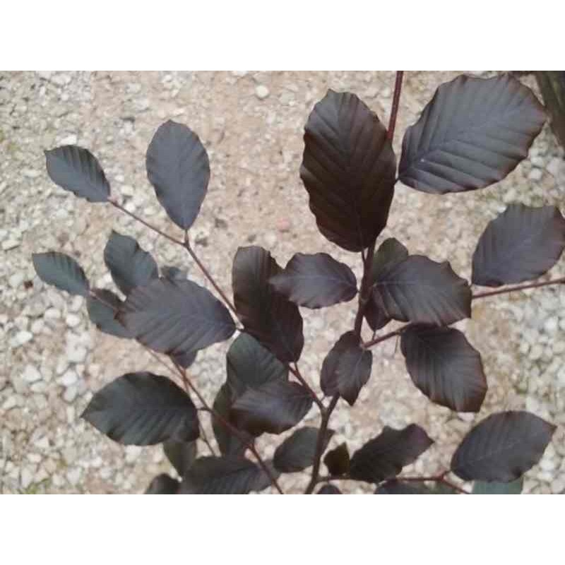 Fagus sylvatica 'Prince of Darkness' Fagus sylvatica 'Prince of Darkness'