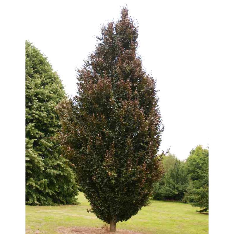Fagus sylvatica 'Red Obelisk' Fagus sylvatica 'Red Obelisk'