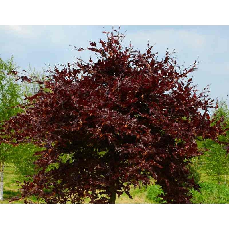 Fagus sylvatica 'Rohan Red Weeping'