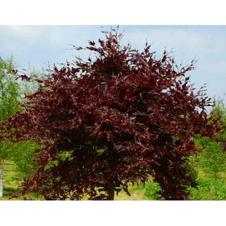 Fagus sylvatica 'Rohan Red Weeping'