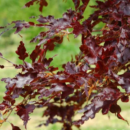 Fagus sylvatica 'Rohan Red Weeping'