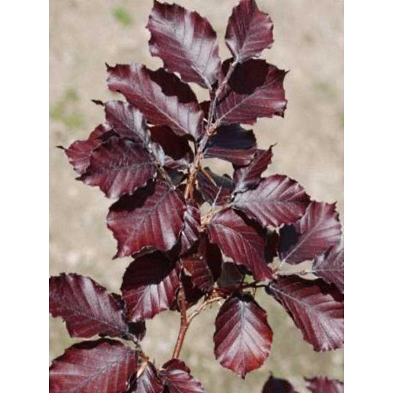 Fagus sylvatica 'Tortuosa Purpurea' Fagus sylvatica 'Tortuosa Purpurea'