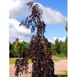 Fagus sylvatica 'Purple Fountain'