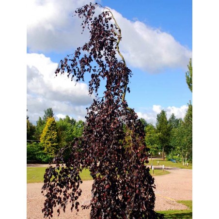 Fagus sylvatica 'Purple Fountain' Fagus sylvatica 'Purple Fountain'