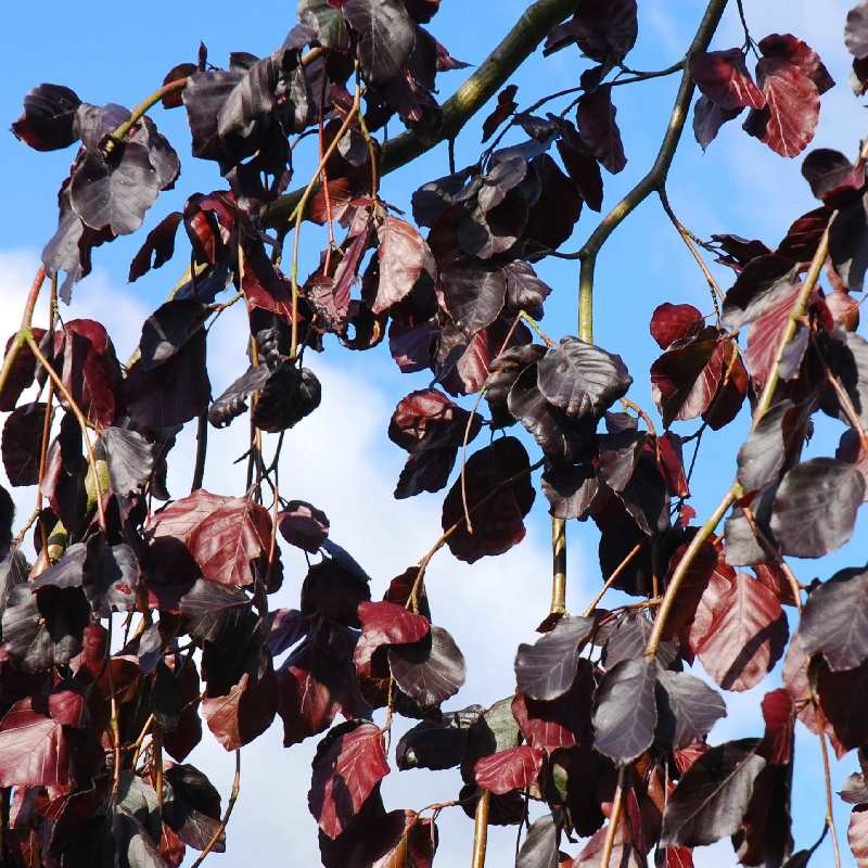 Fagus sylvatica 'Purple Fountain'