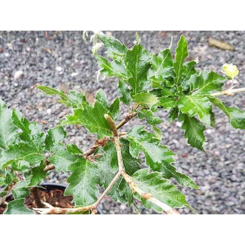 Fagus sylvatica 'Rohan Green Weeping'