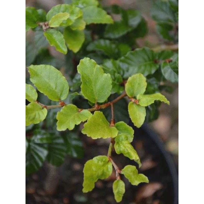 Fagus sylvatica 'Asterix'