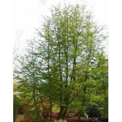 Nothofagus antarctica - leaves in summer