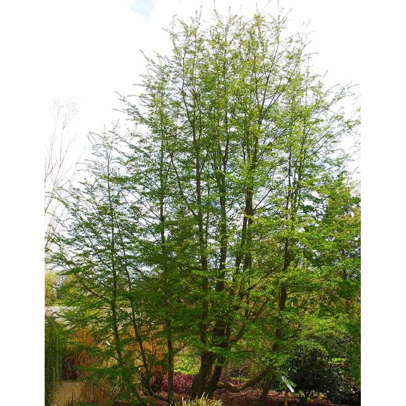 Nothofagus antarctica - leaves in summer