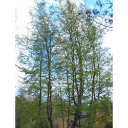 Nothofagus antarctica