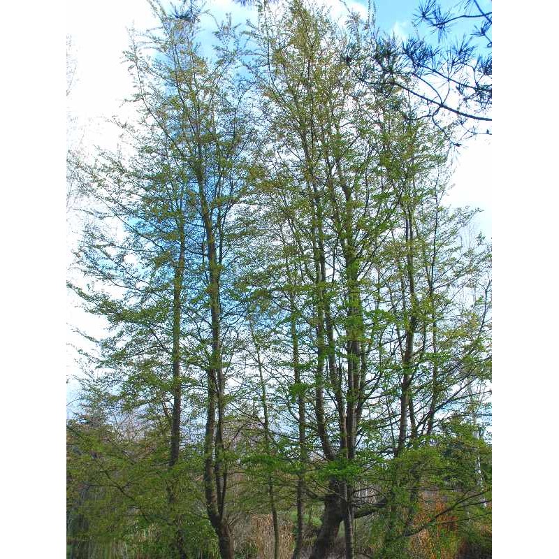 Nothofagus antarctica