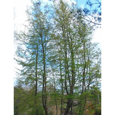 Nothofagus antarctica Nothofagus antarctica