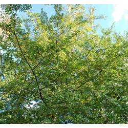 Nothofagus antarctica