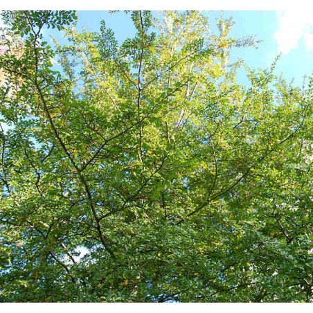 Nothofagus antarctica Nothofagus antarctica