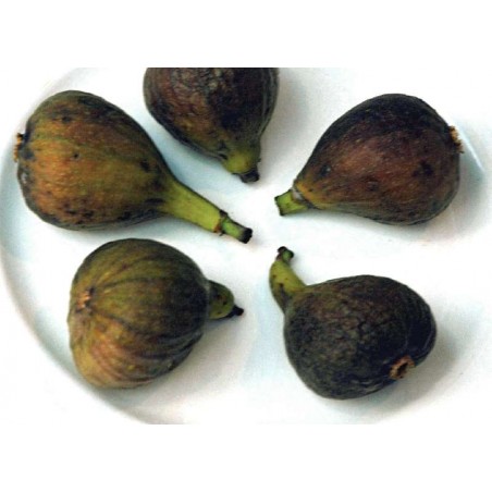 Ficus carica 'Brown Turkey' Ficus carica 'Brown Turkey'