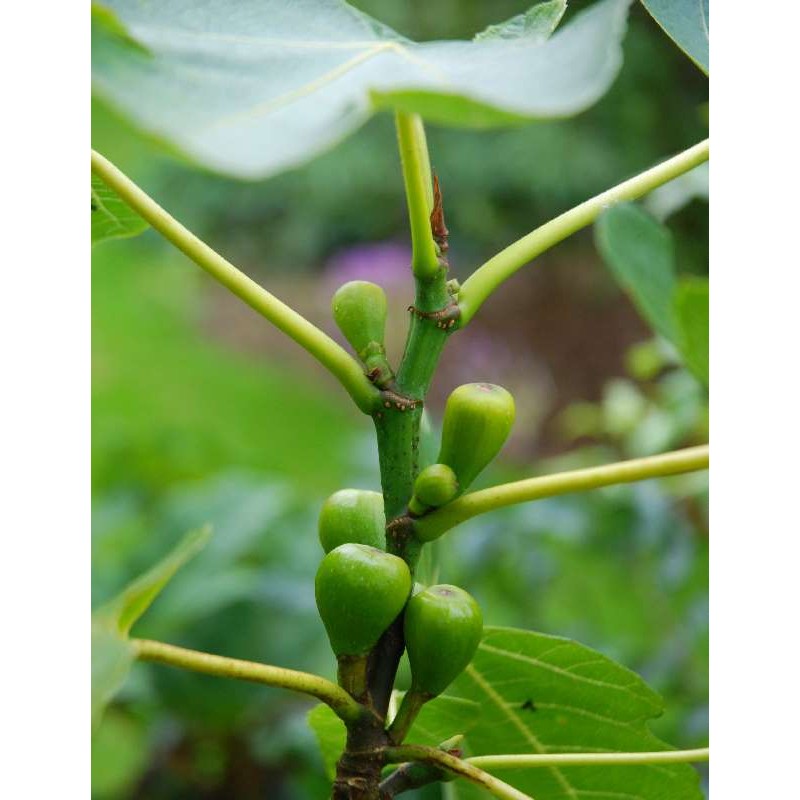 Ficus carica 'Brown Turkey'