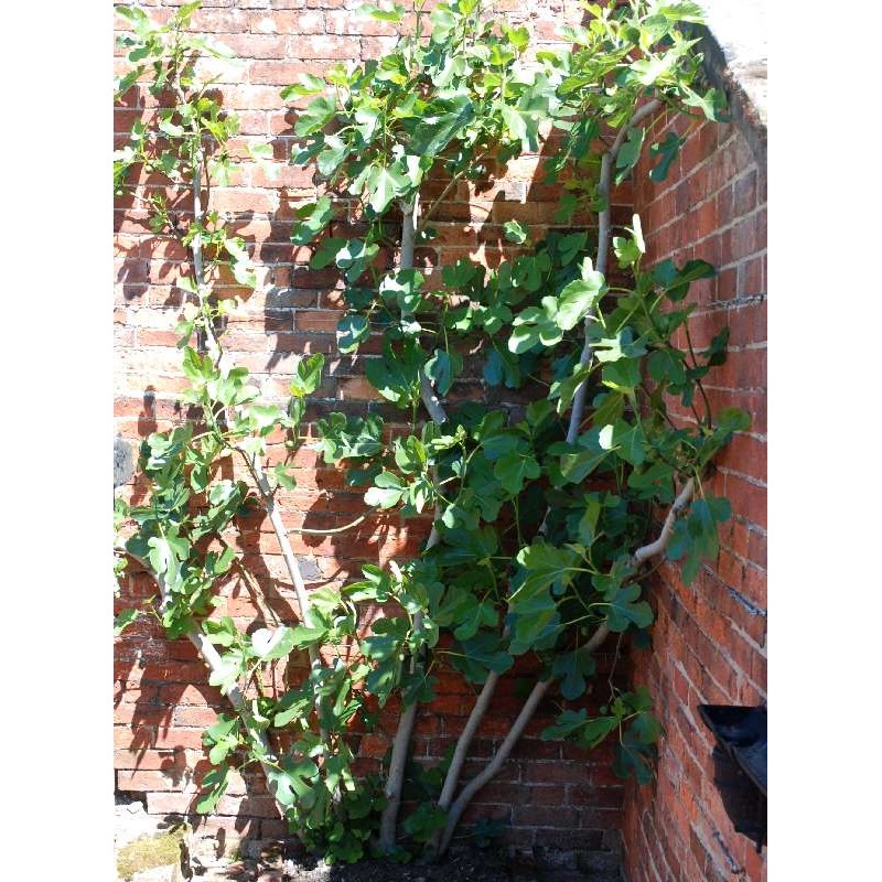 Ficus carica 'Brown Turkey'