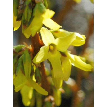 Forsythia x intermedia 'Goldrausch'