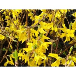 Forsythia x intermedia 'Mini-Gold'