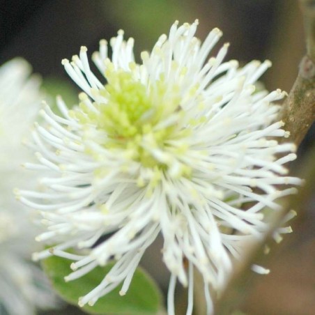 Fothergilla gardenii - flowers close up
