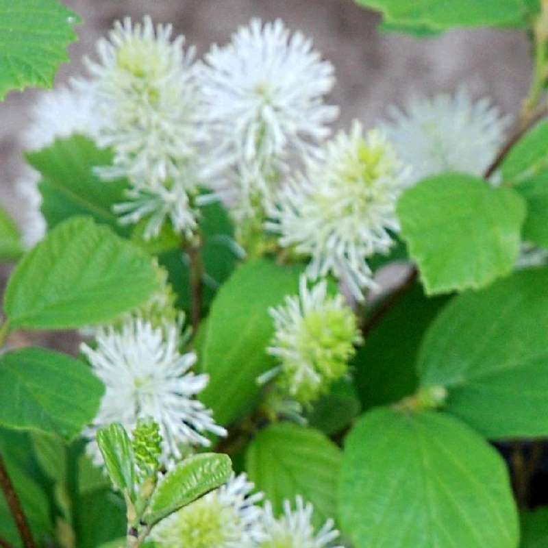 Fothergilla gardenii