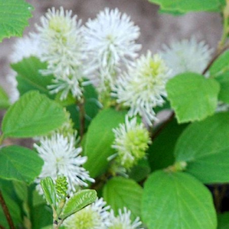 Fothergilla gardenii - flowers