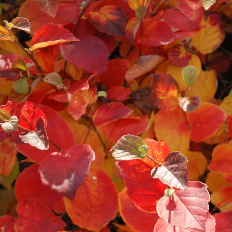 Fothergilla major Fothergilla major