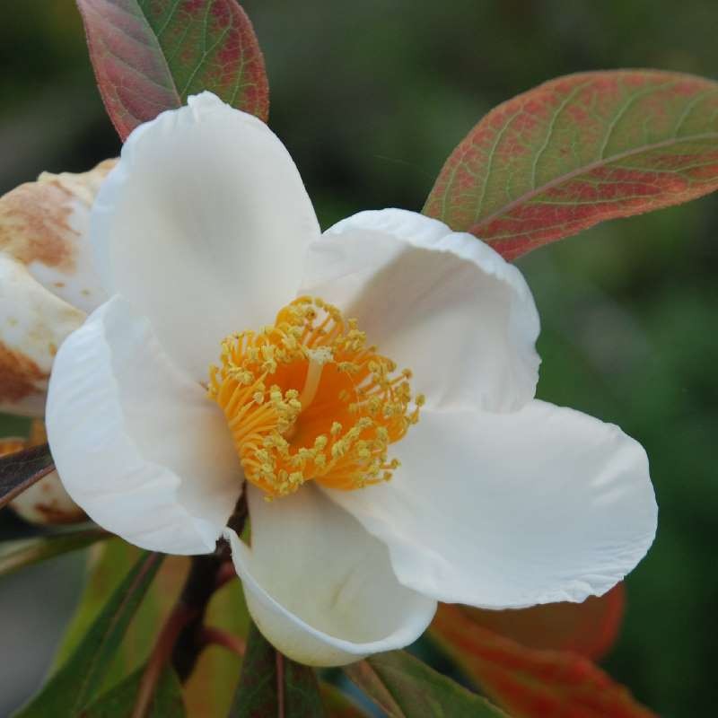 Franklinia alatamaha