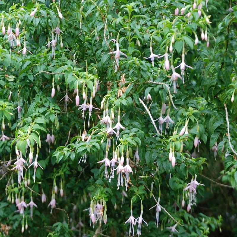 Fuchsia magellanica var molinae