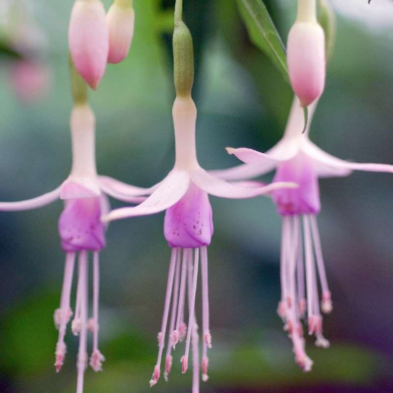 Fuchsia magellanica var molinae