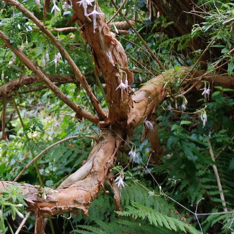 Fuchsia magellanica var molinae