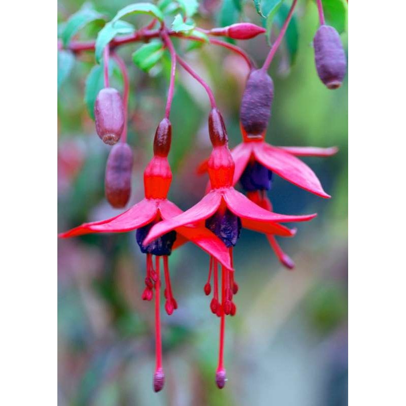 Fuchsia magellanica 'Mrs. P. Wood'