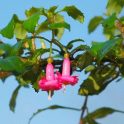 Fuchsia x bacillaris