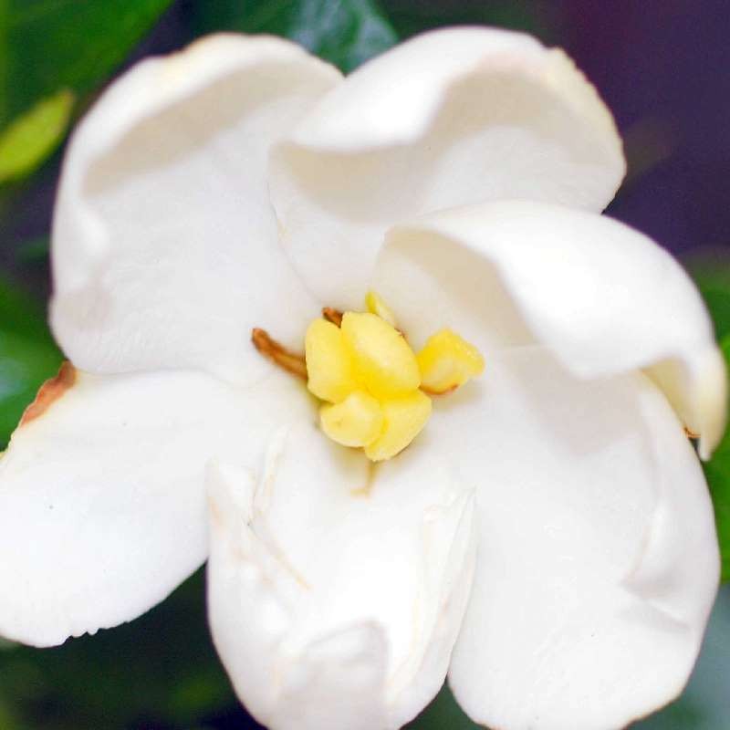 Gardenia jasminoides Kleim's Hardy