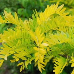 Gleditsia triacanthos 'Sunburst' - close up of leaves