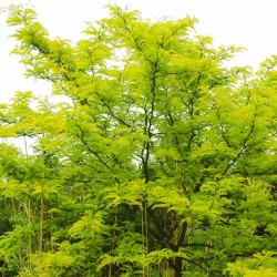 Gleditsia triacanthos 'Sunburst'