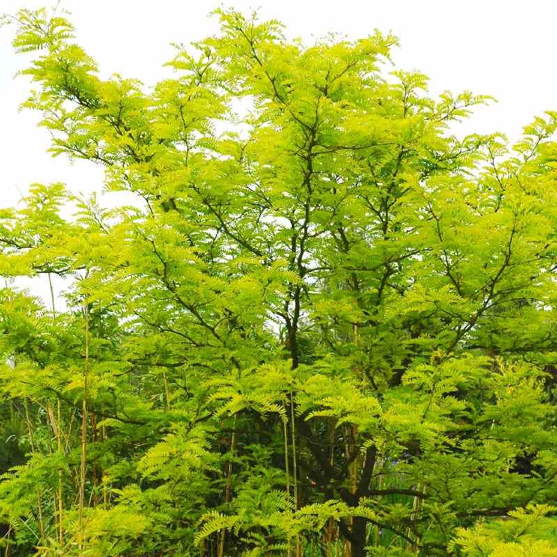 Gleditsia triacanthos 'Sunburst'
