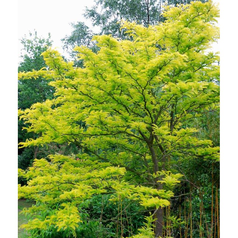 Gleditsia triacanthos 'Sunburst' - mature tree