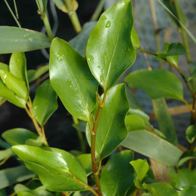 Griselinia littoralis