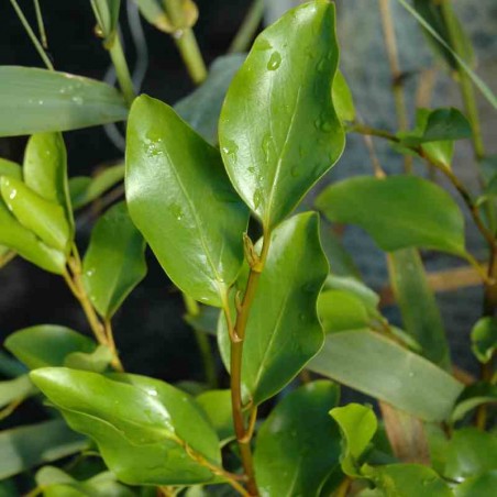 Griselinia littoralis Griselinia littoralis