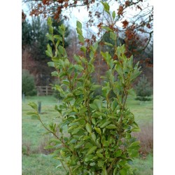 Griselinia littoralis