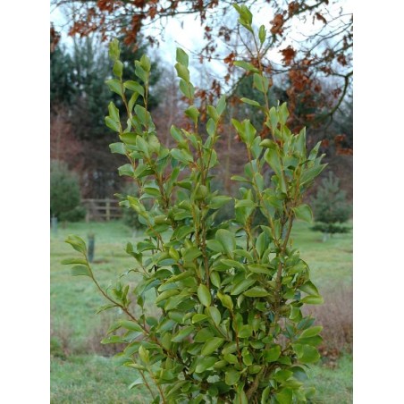 Griselinia littoralis Griselinia littoralis