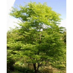 Gymnocladus dioica - mature tree