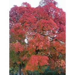 Cotinus obovatus - autumn colour