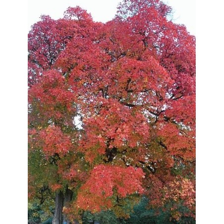 Cotinus obovatus - autumn colour