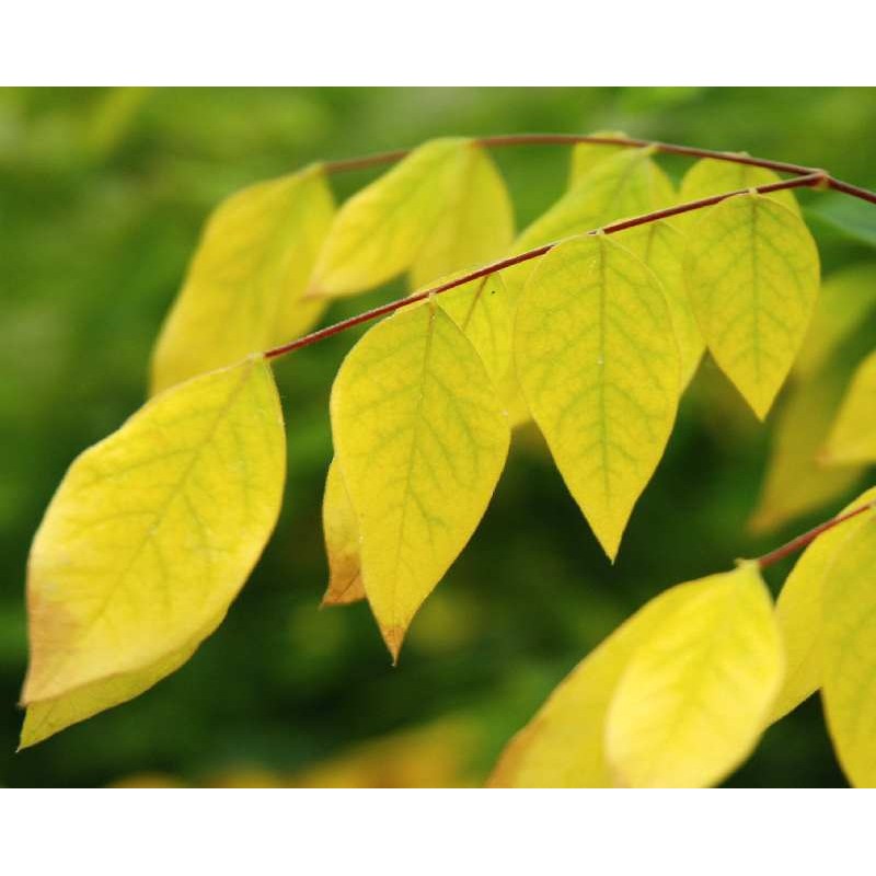 Gymnocladus dioica - close up of autumn colour