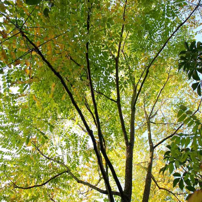 Gymnocladus dioica - in September