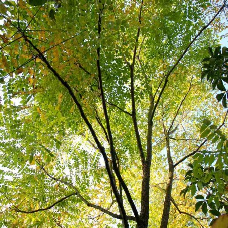 Gymnocladus dioica - in September Gymnocladus dioica - in September